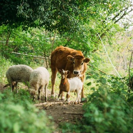 Domus Agricolae Corallina Торе дел Греко Екстериор снимка