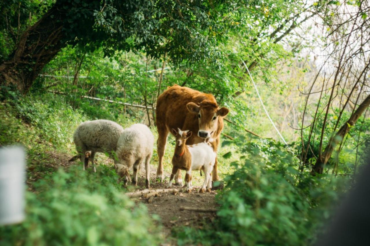 Domus Agricolae Corallina Торе дел Греко Екстериор снимка